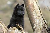 SCHIPPERKE 361